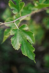 Closeup of tree leaves