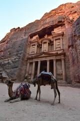 Beautiful view of camels in front of the Treasury temple in Jordan