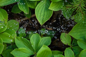 Spider web covered with waterdrops in the middle of green leaves