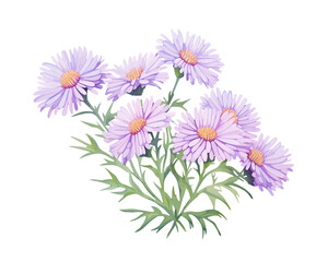 Asters flowers remove background , flowers, watercolor, isolated white background