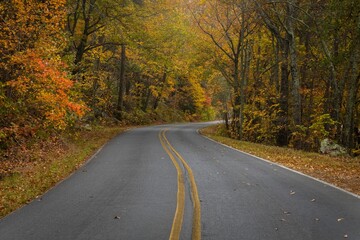 Road surrounded by autum trees