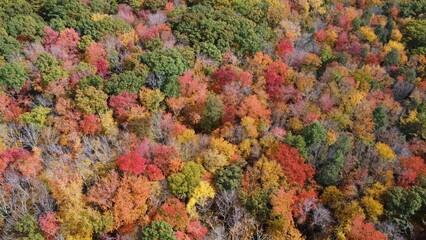 Aerial top view shot of a forest full of colorful trees in autumn