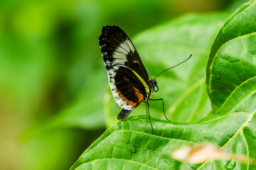 Cydno Longwing Butterfly on a Leaf
