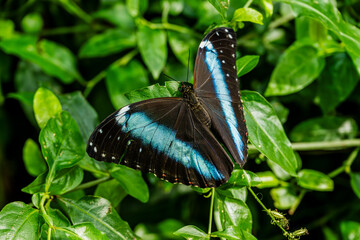 Blue-banded Swallowtail resting on a leaf