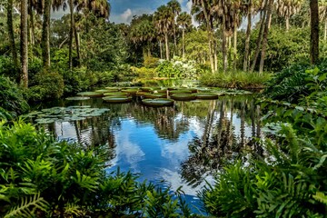 Beautiful view of lily pads at Bok Tower Garden in Lakeland