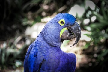 Closeup of the beautiful blue Hyacinth macaw (Anodorhynchus hyacinthinus) on the blurred background © Wirestock