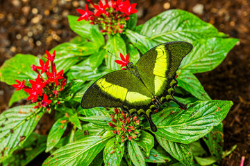 Emerald Swallowtail Resting on a Flower