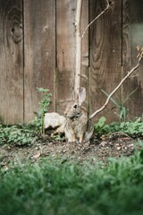 Vertical close-up shot of a hare in a garden