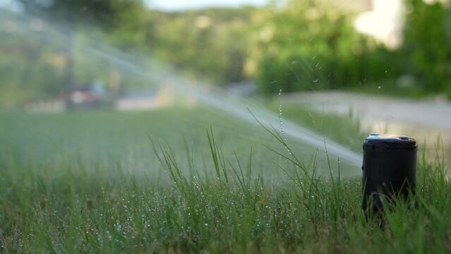 Closeup of a lawn sprinkler watering the grass.