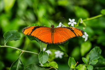 Orange Longwing Butterfly on a Leaf
