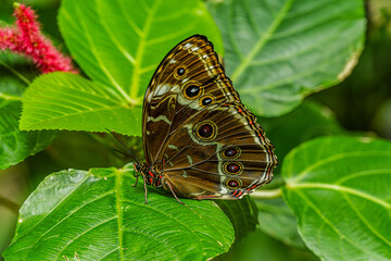 Owl Butterfly Resting on a Leaf
