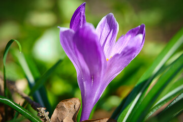 Closeup shot of a purple crocus flower on a meadow in a blurred background