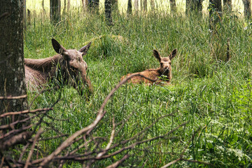 Scenic view of a mother moose with its offspring in a forest surrounded by green nature