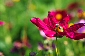 Close-up shot of a Bumblebee on a pink Cosmos Bipinnatus flower in a meadow