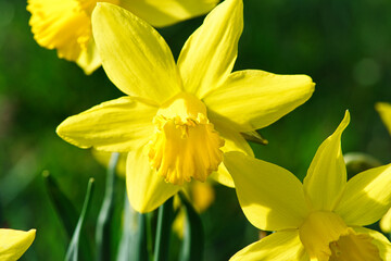 Fototapeta na wymiar Close-up shot of yellow Daffodil flower bulbs blooming - beautiful background