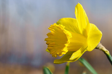 Close-up macro shot of a beautiful yellow Wild Daffodil blooming