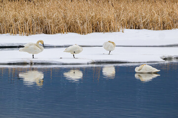 Trumpeter Swans Sleeping by the Lake