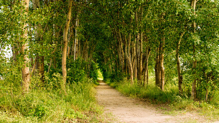 Forest boulevard on the outskirts of Berlin - green nature view