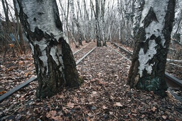 Old abandoned railway in a park covered with fallen autumn leaves