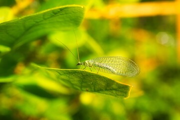 Macro shot of a green lacewing perched on a green leaf