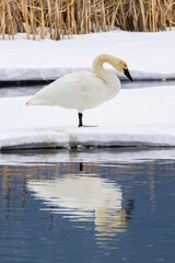 Trumpeter Swan Reflected in the Pond