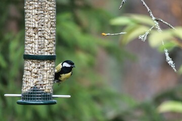 Closeup of a tiny great tit eating from a feeder