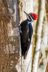 Pileated Woodpecker Looking for Lunch