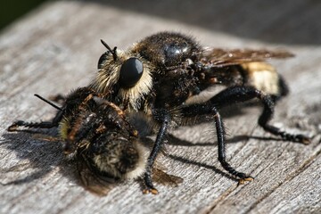 Yellow murder fly or yellow robber fly with a bumblebee as prey
