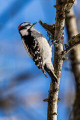 Downy Woodpecker on a tree limb