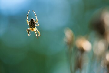 Cross spider crawling on a spider thread against a blurred background