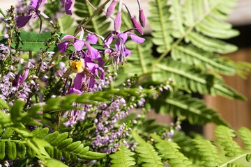 Closeup shot of a bee collecting nectar from a purple flower found in the wild
