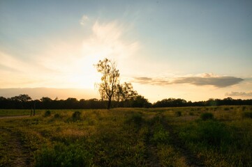 Fototapeta premium Scenic view of a lonely tree standing alone in an open field with the sun in the back