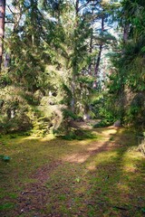 Vertical of a sunny park with leafy tall trees