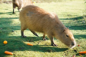 Fototapeta premium Furry, brown Capybara (Hydrochoerus hydrochaeris) on the grass with fallen carrots in the daytime
