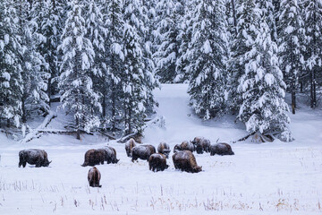 Bison in Winter in Yellowstone