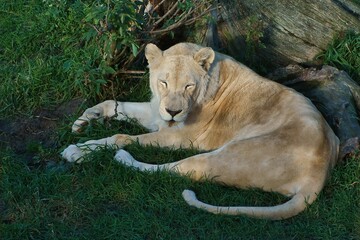 White female Transvaal lion (Panthera leo krugeri) lying on the grass with closed eyes