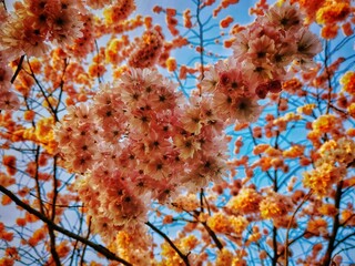 Closeup of cherry blossom flowers growing on the branch of a tree in the spring