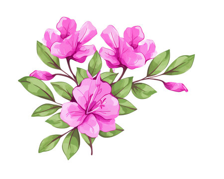 Bougainvillea flowers remove background , flowers, watercolor, isolated white background