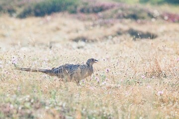 Closeup shot of a common pheasant running in the field