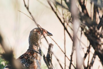 Ring-necked pheasant profile seen through branches.