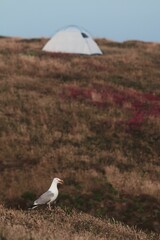 Fototapeta premium Vertical shot of a seagull perched in a field