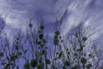 Low angle shot of trees with thin branches under the cloudy sky