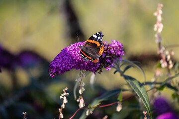 Closeup shot of a butterfly sitting on a lavender on a blurry background