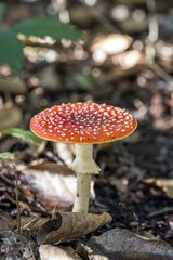 Vertical close-up view of a toadstool in the forest with some leaves on the ground