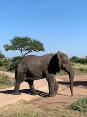 Elephants roaming freely in the Serengeti National Park, Tanzania