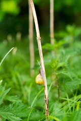 Vertical shot of a small snail perched on the branch