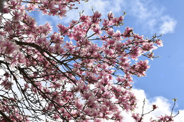 pink blooming magnolia tree in spring