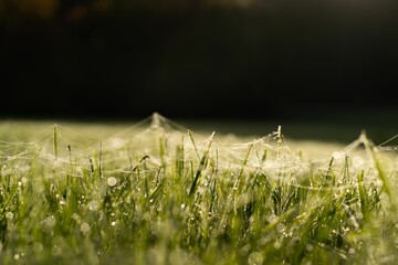 Macro shot of a spider web on barley field