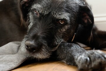Closeup shot of a beautiful old gray dog laying on the floor