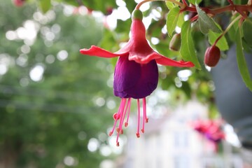 Closeup of a fuchsia flower in the garden